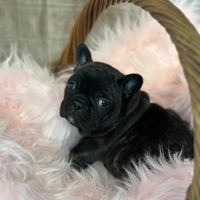 Tre cucciole di bulldog francesi esotici