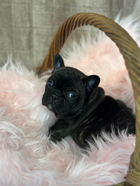 Tre cucciole di bulldog francesi esotici