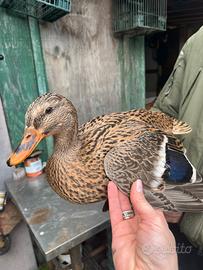 Femmine germano reale