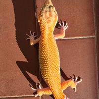 Geko leopardino