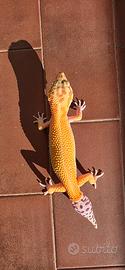 Geko leopardino