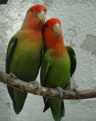 Inseparabili