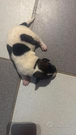 Jack russel