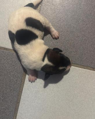 Jack russel