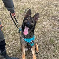 Pastore tedesco con pedigree Enci