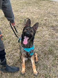 Pastore tedesco con pedigree Enci