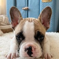 Bulldog francese maschio