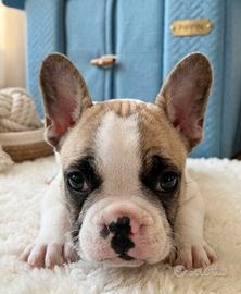 Bulldog francese maschio