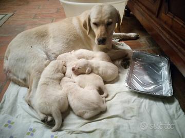 cuccioli  di labrador  desiderano casa