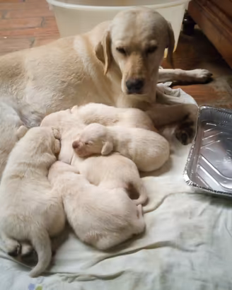 cuccioli  di labrador  desiderano casa