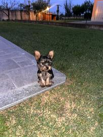 Cuccioli Yorkshire