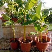 alberi di banane (banani) varie misure 