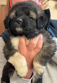 Splendidi cuccioli di Pastore del Caucaso