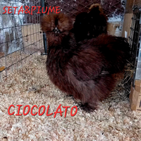 Moroseta cioccolato