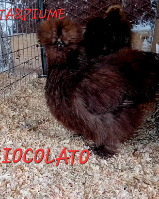 Moroseta cioccolato