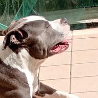 Amstaff