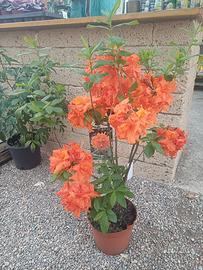 pianta Rododendro fioritura primaverile 