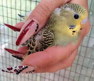 Pullo da allevare a mano pappagallino ondulato
