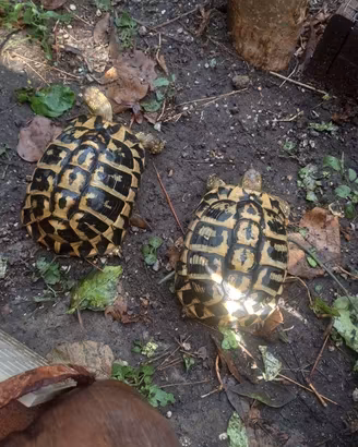 tartaruga di terra 