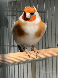 Coppia cardellini mayor