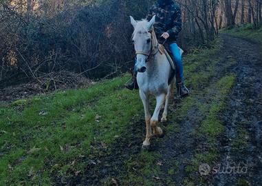 Cavallo