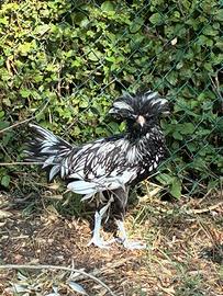 Gallo di padovana argento orlata nera