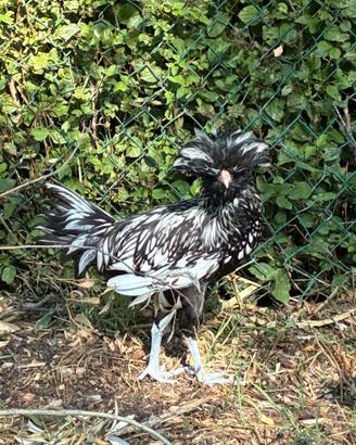 Gallo di padovana argento orlata nera