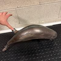 scalvini gas gas carburatore