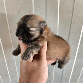 Spitz di pomerania pedigree
