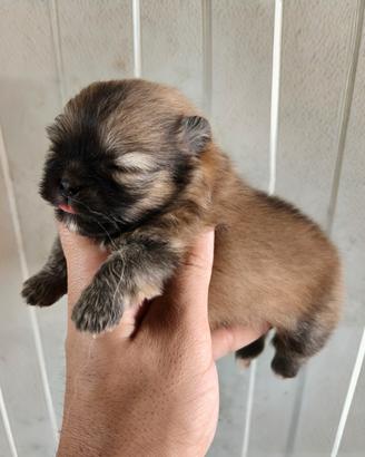 Spitz di pomerania pedigree