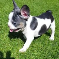Bulldog francese -french bouledogue 70 euro mese