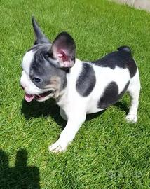 Bulldog francese -french bouledogue 70 euro mese