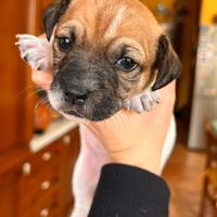 Cuccioli di Jeck russel originali