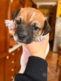 Cuccioli di Jeck russel originali