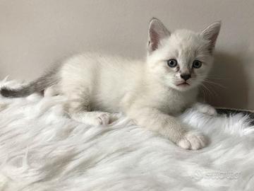 Gattina metà ragdoll