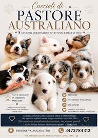 Cuccioli di Pastore Australiano