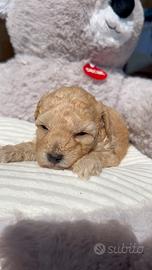 Cuccioli di Barboncino