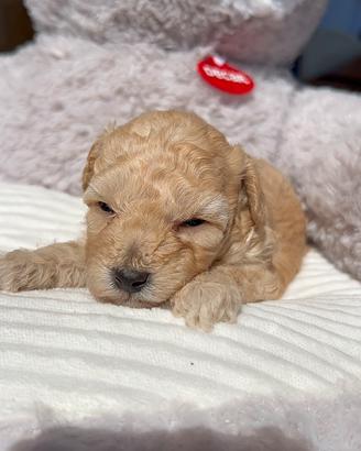 Cuccioli di Barboncino