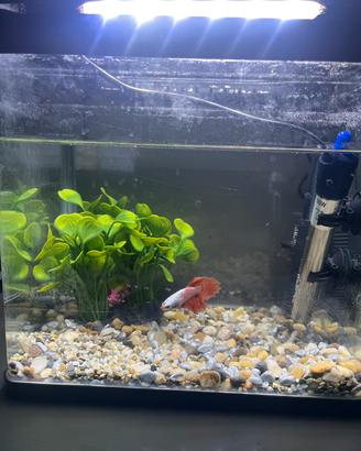 Betta