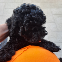 Cuccioli di barboncino nano color nero