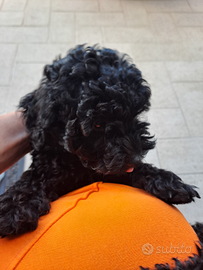 Cuccioli di barboncino nano color nero
