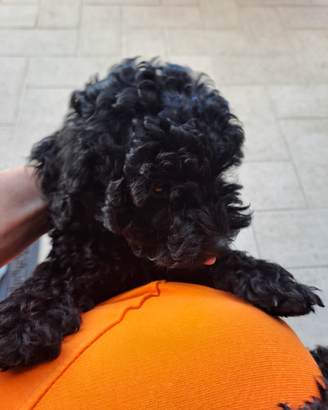Cuccioli di barboncino nano color nero