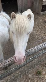 Mini horse non domato