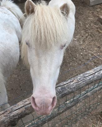 Mini horse non domato