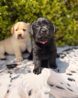 Labrador pedigree