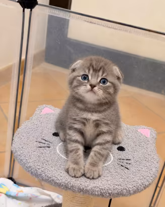 Ultima meravigliosa gattina scottish fold