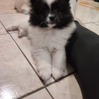 Cucciole volpino italiano