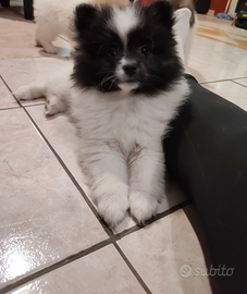 Cucciole volpino italiano