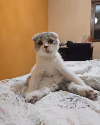 Cuccioli scottish fold e straght