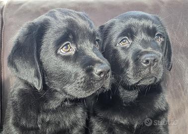 Cuccioli Neri Labrador